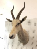 African Antelope Taxidermy Shoulder Mount