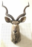 African Taxidermy Kudu Shoulder Mount