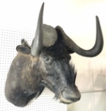 African Cape Buffalo Shoulder Mount