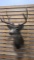 Shoulder Mount Mule Deer Buck