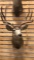 Shoulder mount mule deer