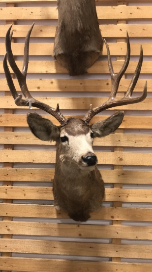 Shoulder mount mule deer