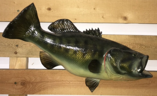 Taxidermy Largemouth Bass