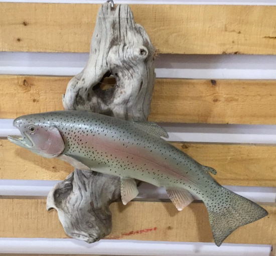 Taxidermy Rainbow Trout Approximately 18 1/2
