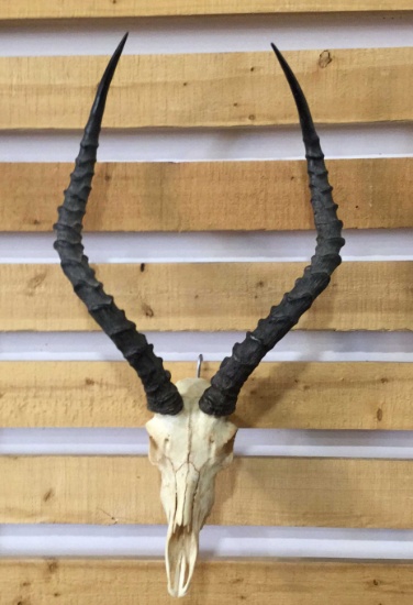 Africans Skull & Horns