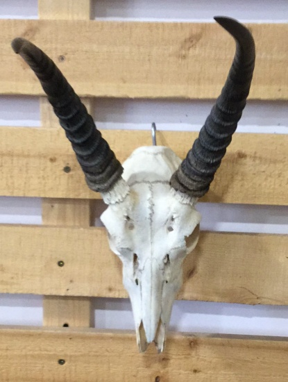 African Skull And Horns