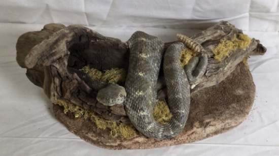 Taxidermy Rattlesnake