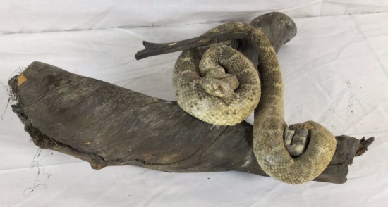 Taxidermy Rattlesnake