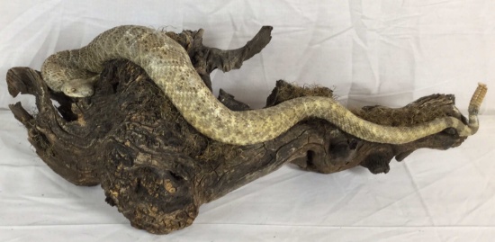 Large Taxidermy Rattlesnake