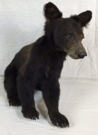 Taxidermy Black Bear Cub