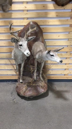 Double mount buck and doe
