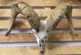 Bighorn Sheep Skull And Horns