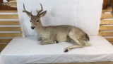 Full mount deer
