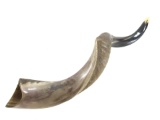 Polished Half Natural Kudu Shofar Horn