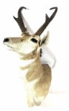 Pronghorn Antelope Shoulder Mount Taxidermy