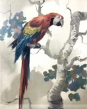 Frederic Whitaker Signed The Parrot' Lithograph