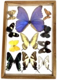 Taxidermy Butterfly Specimen Display