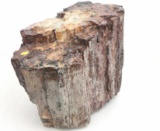 Petrified Wood Stump