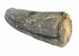 Petrified Wooly Mammoth Tusk Section
